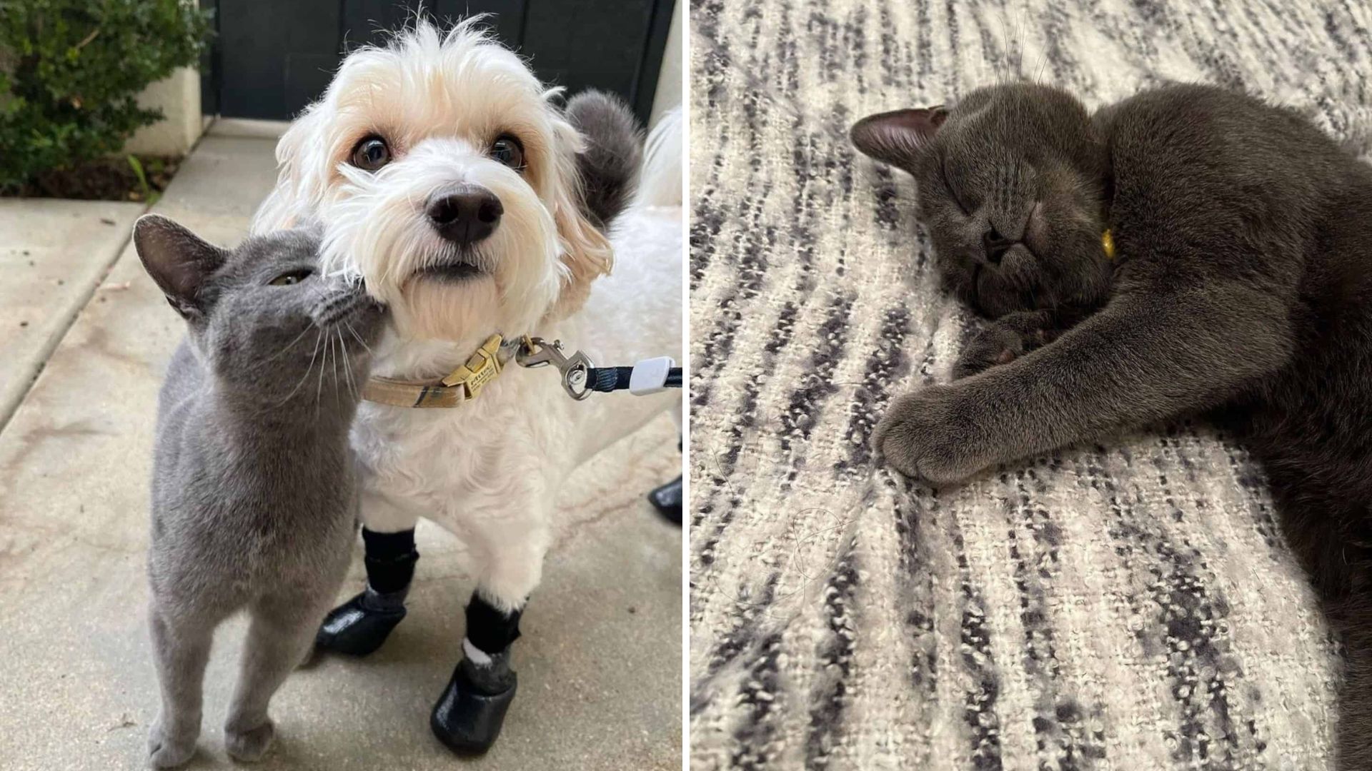 A Feral Cat Wouldn’t Stop Following A California Woman And Her Dog Until They Understood Why