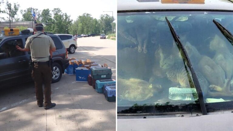 A Shocking Discovery As Minnesota Rescuers Find Dozens Of Cats Locked Inside A Car
