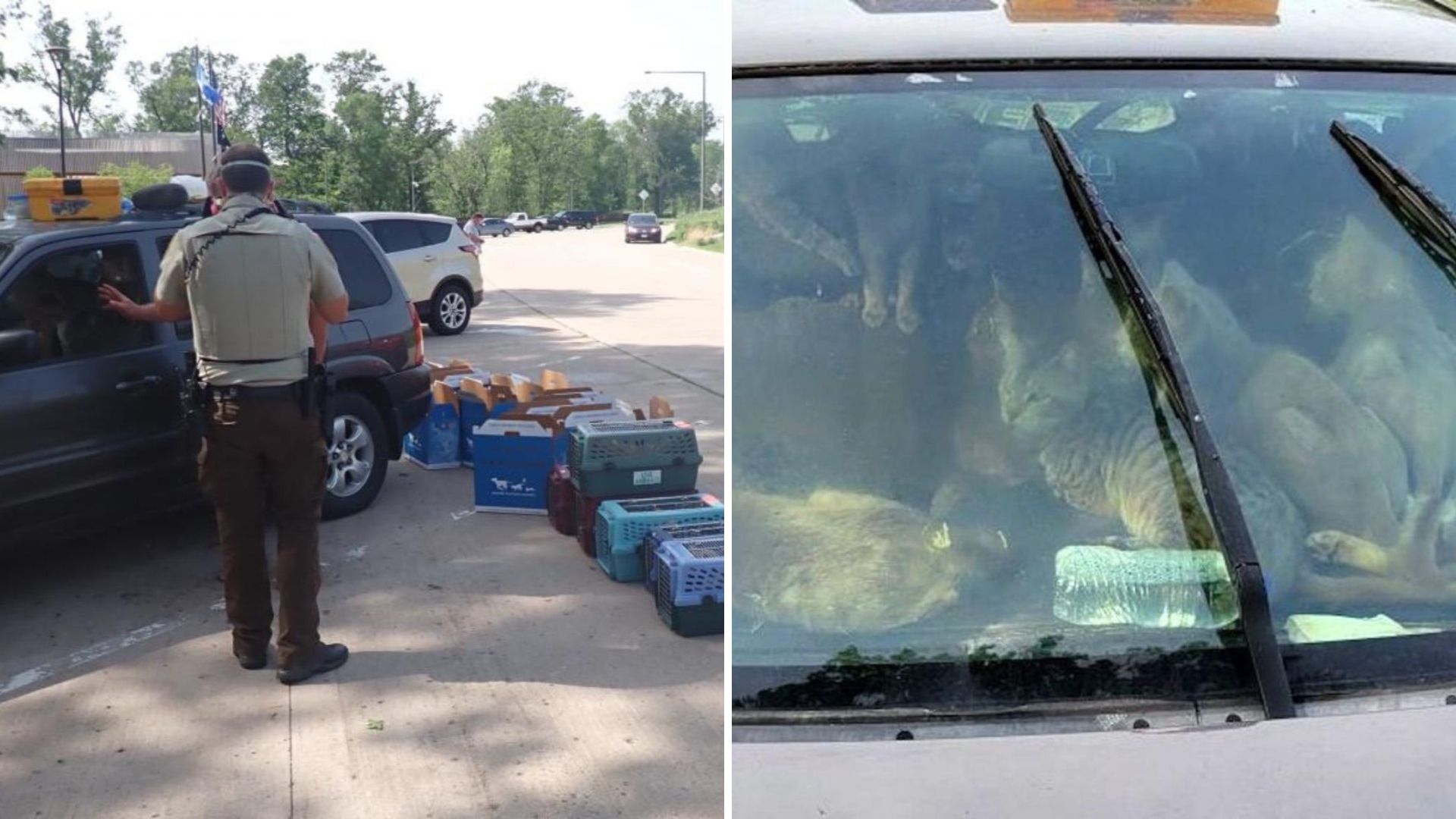 A Shocking Discovery As Minnesota Rescuers Find Dozens Of Cats Locked Inside A Car