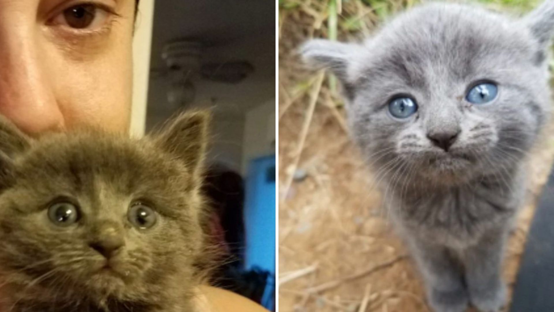 tiny kitten