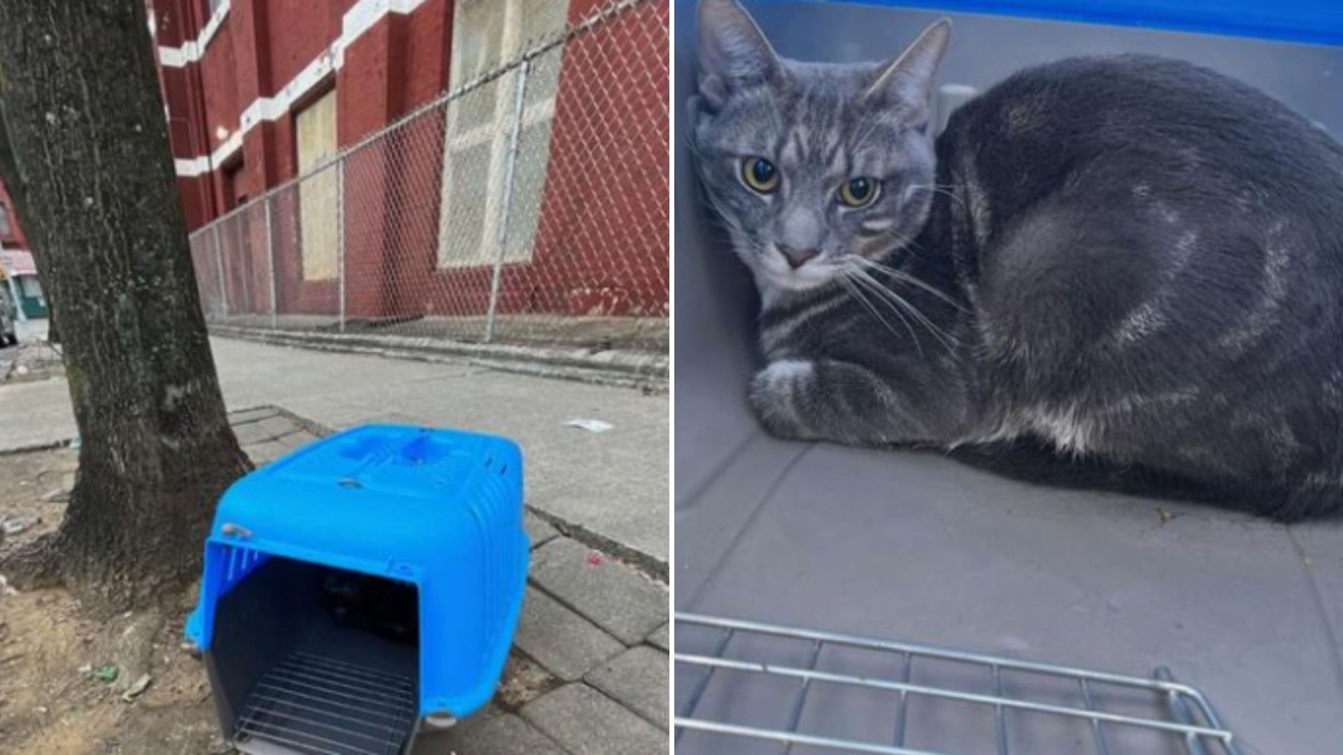 cat found frozen