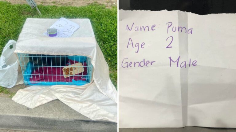 Abandoned Cat Found In California Park With Can Of Food And Heartbreaking Sign