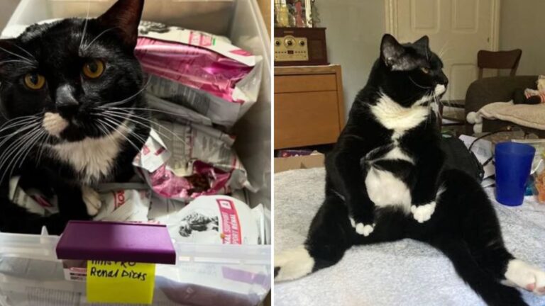 Abandoned Cat In New Jersey Finally Shows His True Self After Finding Safety In A Foster Home