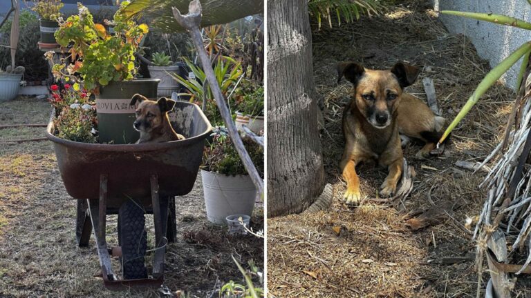 Abandoned Dog Found Living In Old Wheelbarrow In Los Angeles, Waiting For His Family To Return