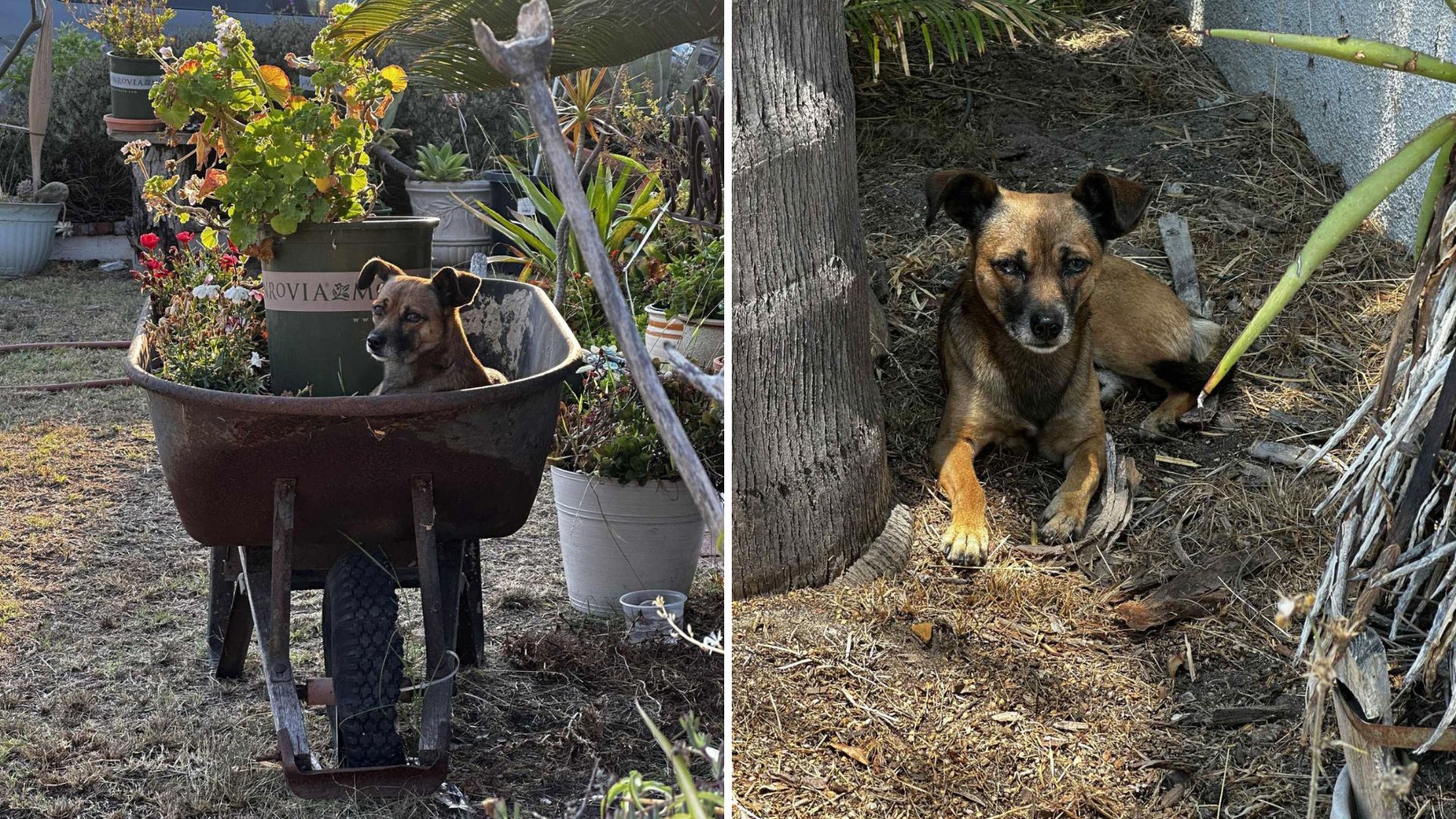 Abandoned Dog Found Living In Old Wheelbarrow In Los Angeles, Waiting For His Family To Return