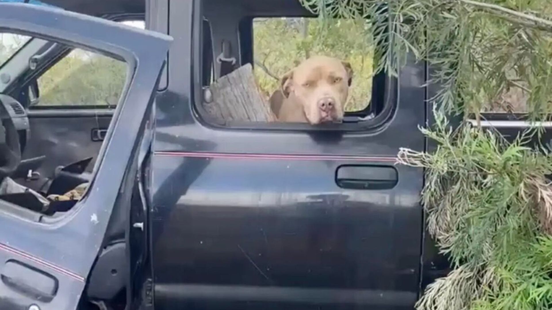 Abandoned Dog Waits In Junkyard Truck In Hawaii Until A Hero Arrives