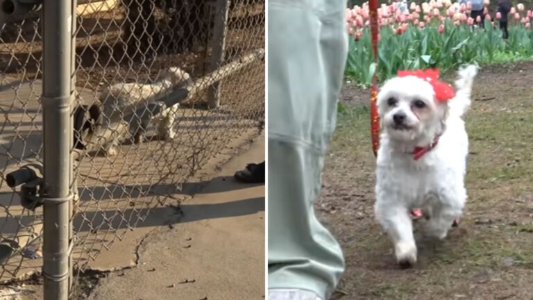 abandoned dog
