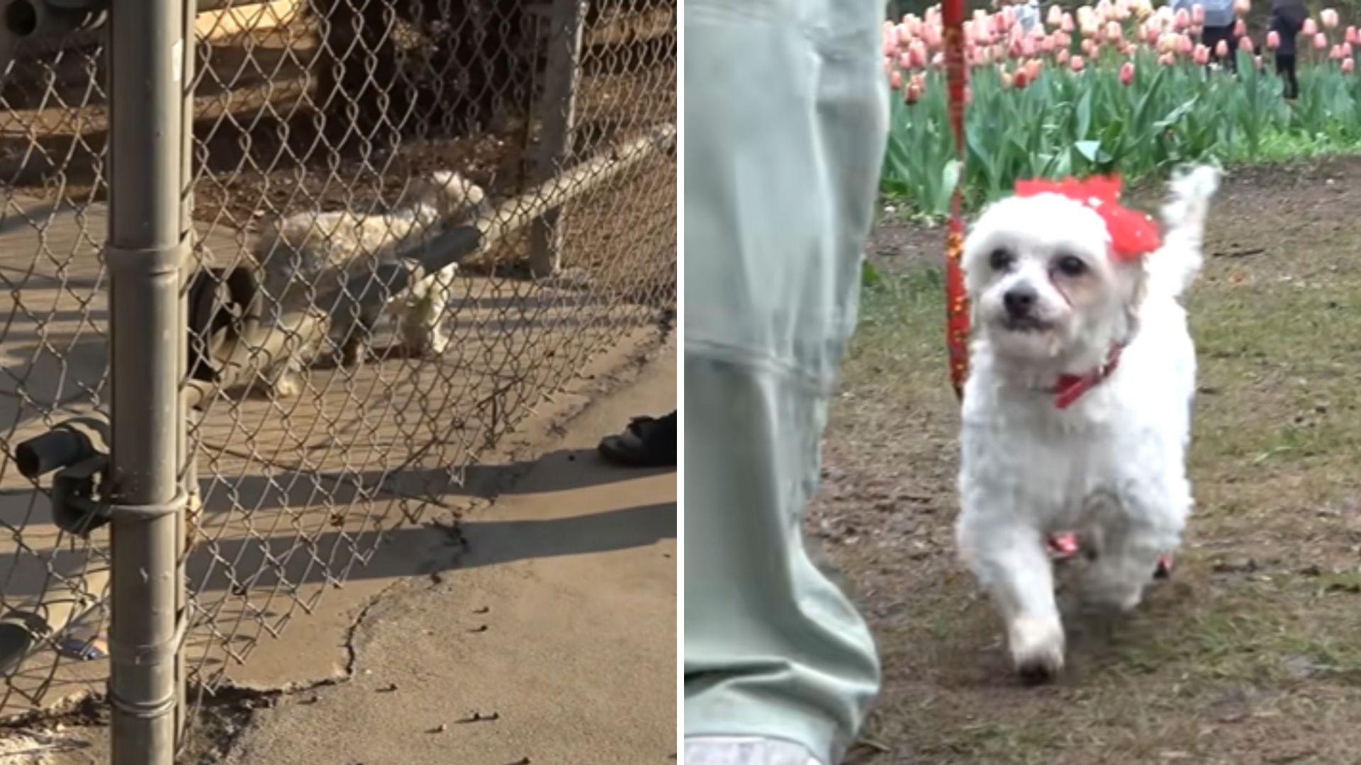 abandoned dog
