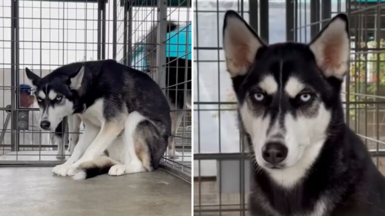 Abandoned In Los Angeles, Husky Shivers With Fear After Family Decides She’s ‘Too Much’