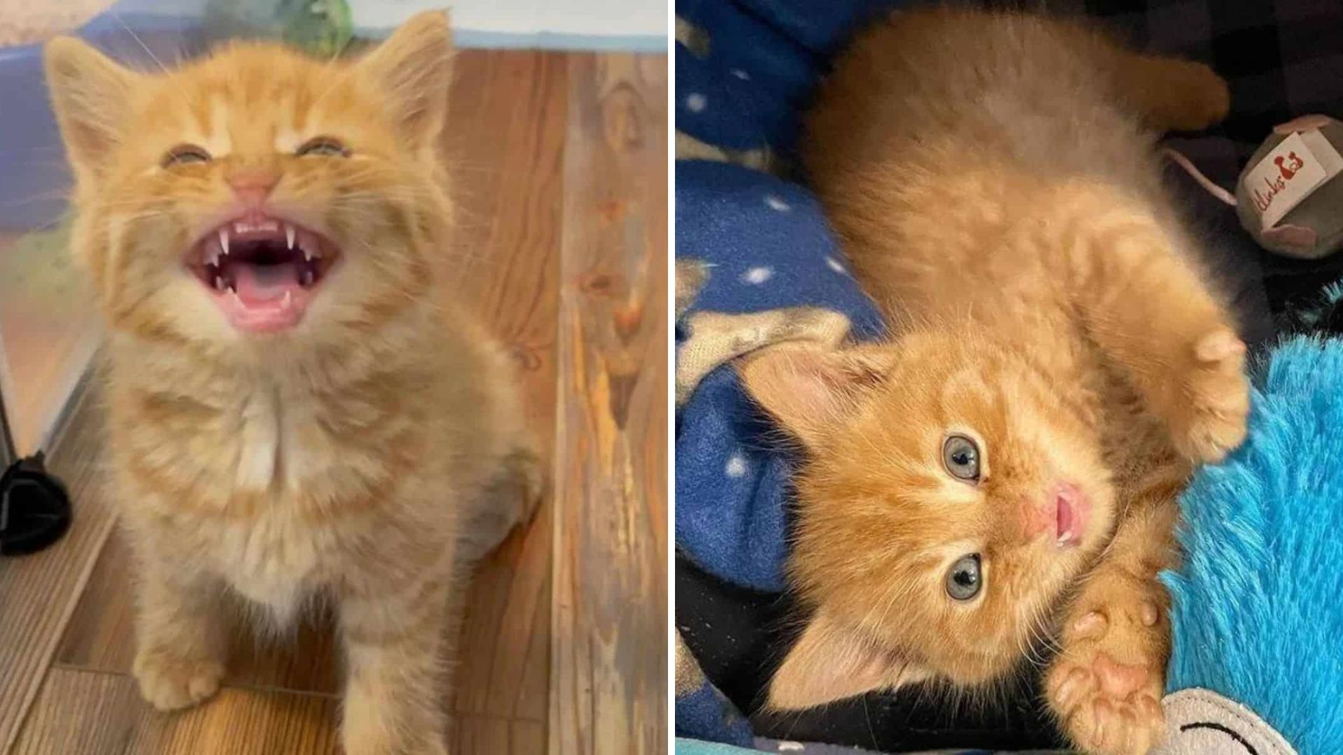 Abandoned Indiana Kitten Holding On By A Thread Finds Love And Becomes A Purring Machine