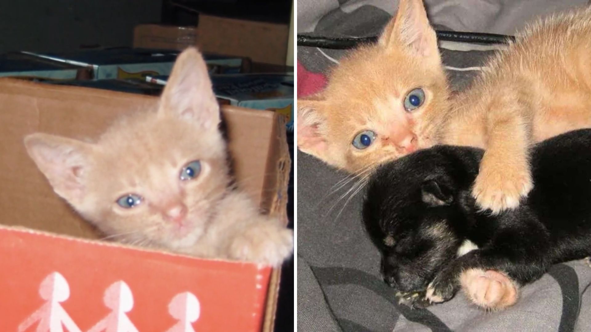 abandoned kitten and orphaned dog