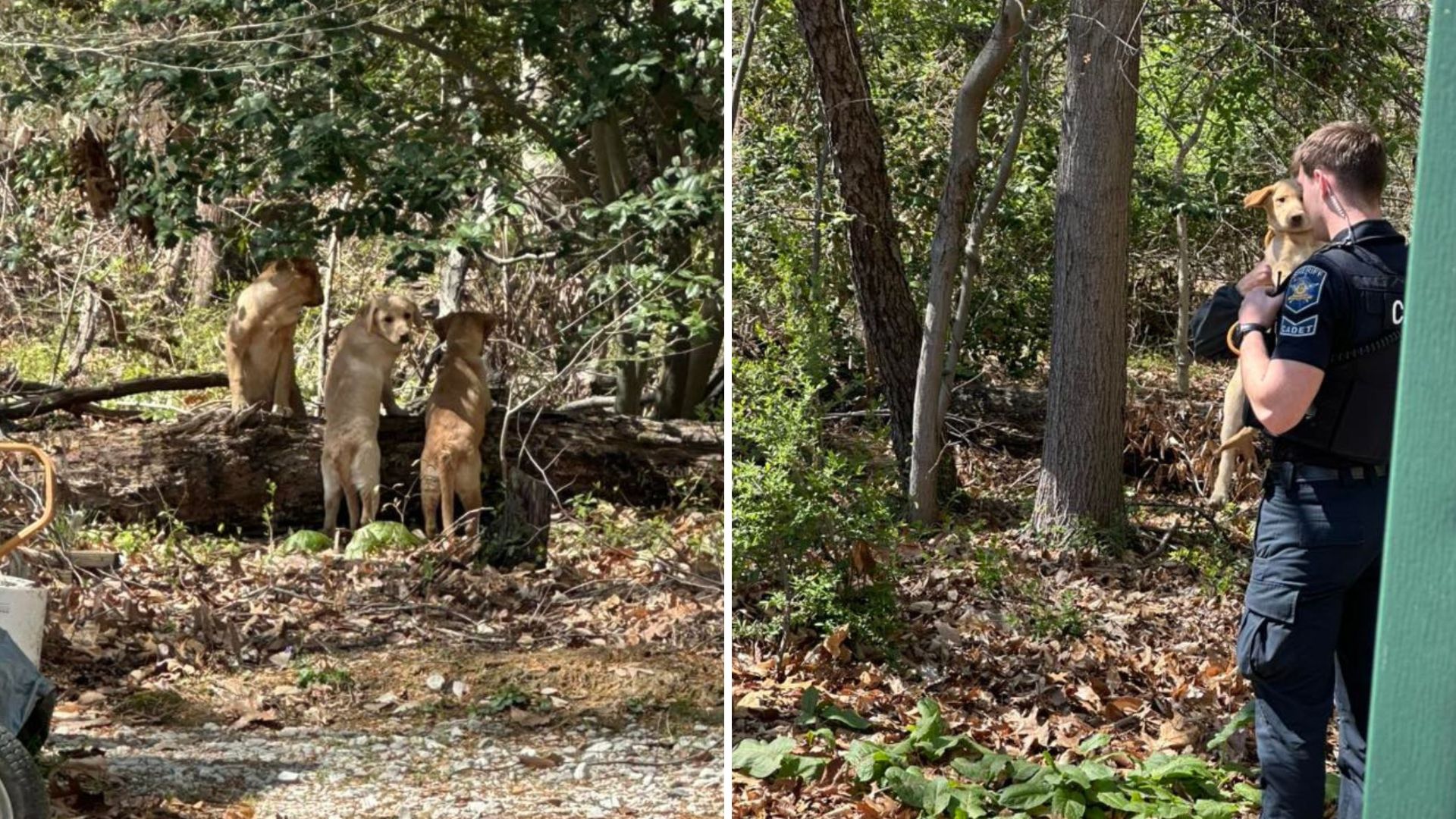 Abandoned Lab Puppies Found In Maryland Woods Clinging Together In Distress