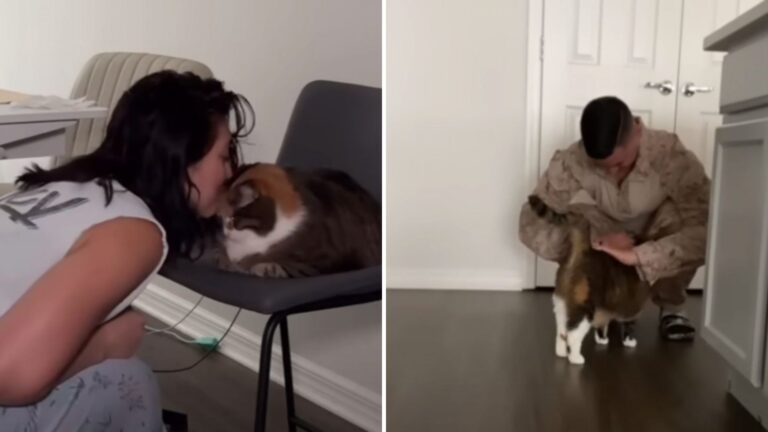 Abandoned Senior Cat In Tennessee Shows Incredible Personality After Years Of Neglect