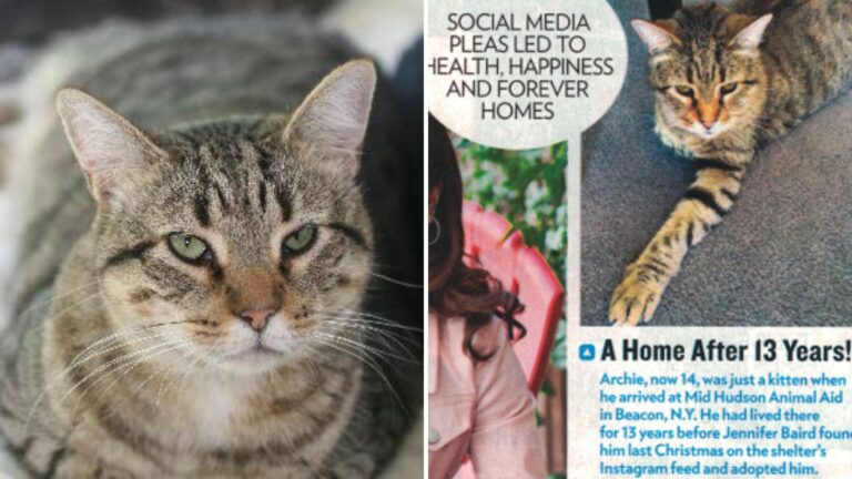 After 13 Years, NY Shelter Cat That Helped His Buddies Find Homes Finally Gets His Own Miracle