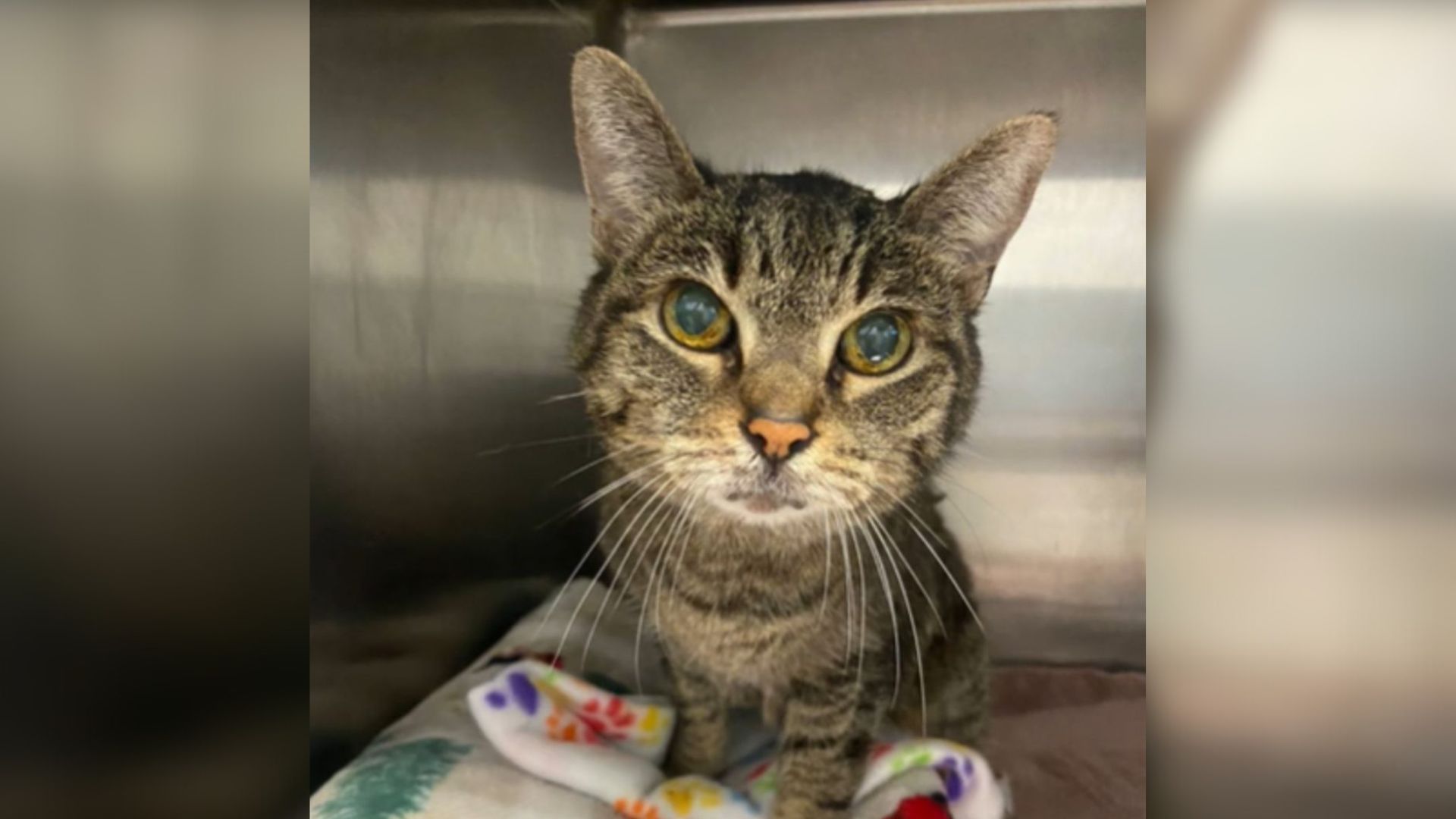 After 14 Years Of Love Illinois Senior Cat Ends Up In A Shelter For The Saddest Reason