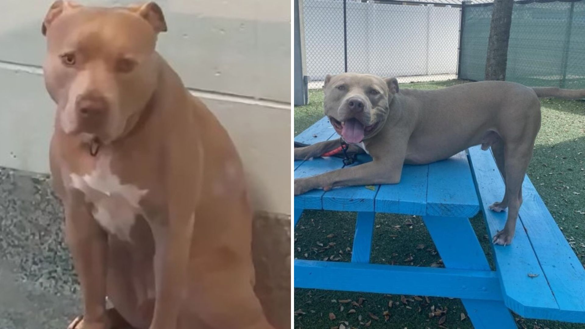 After 2 Years In A Florida Shelter, 'Scary' Dog Finally Gets A Chance And Proves Everyone Wrong