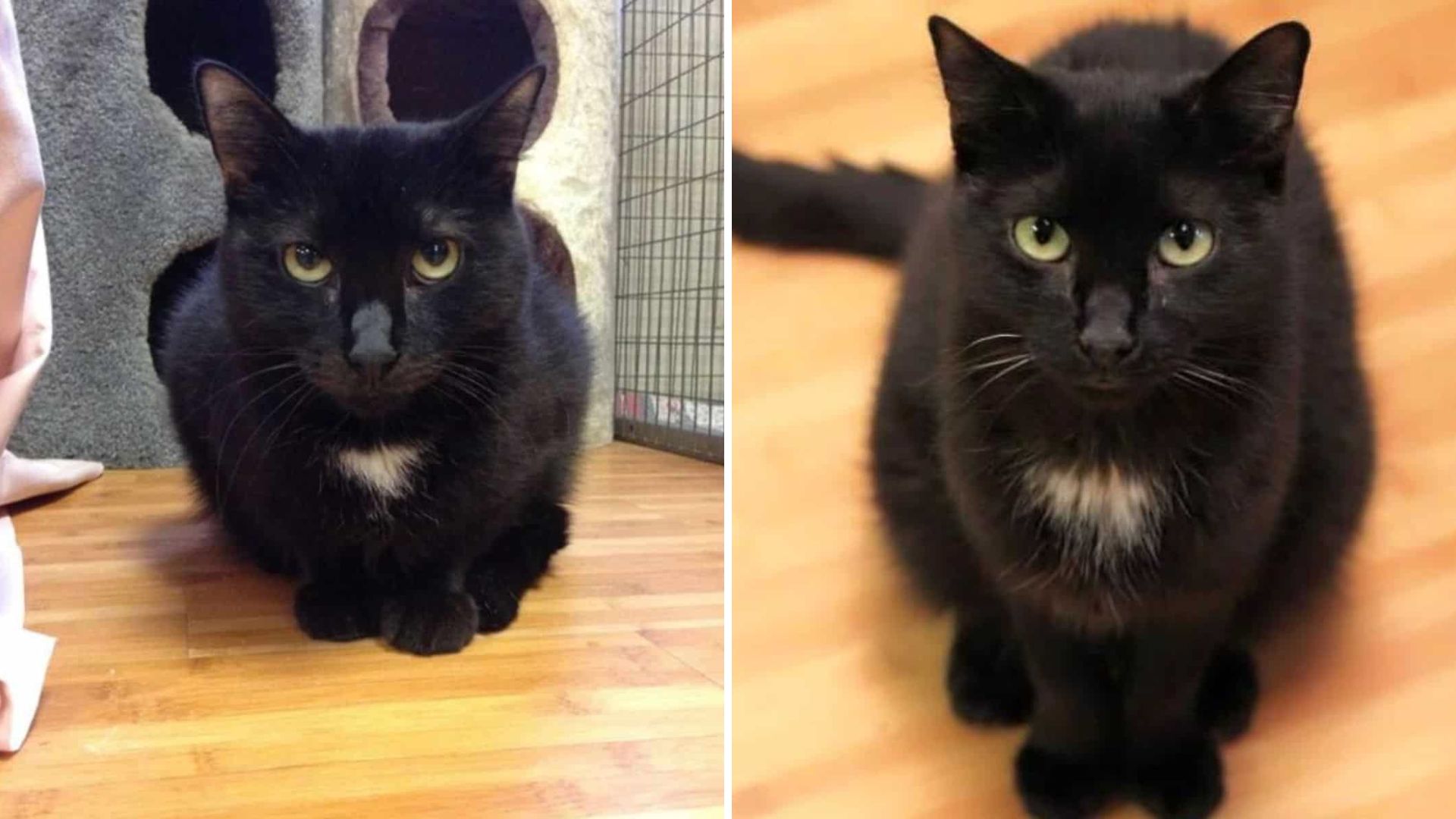 adopted black cat