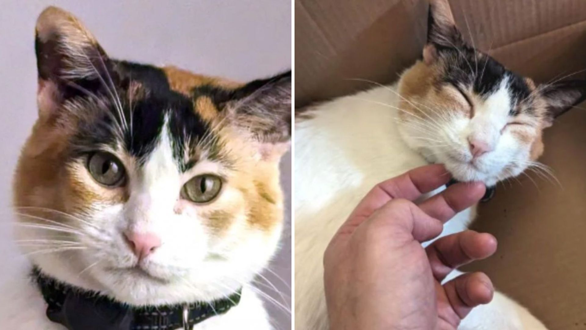 After Being Abandoned In LA Calico Cat Slowly Learns To Trust Her New Loving Family