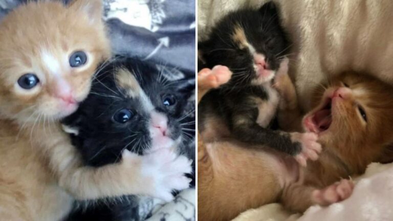 After Days Without Their Mom, These Arizona Kittens Stuck Together And Survived Against All Odds