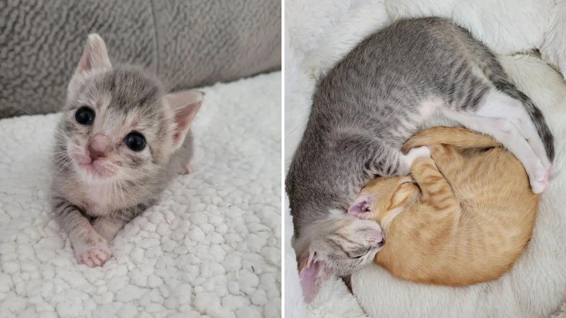 After Losing Her Only Sister, Florida Kitten Adopts A New Shelter Sibling To Heal Her Heart