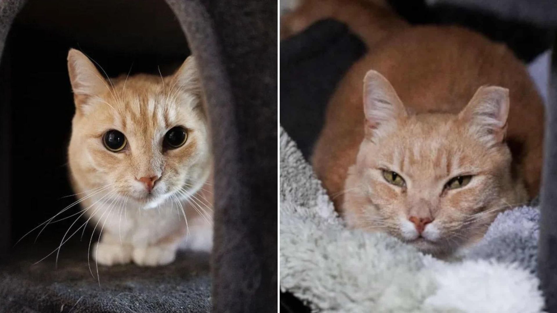 cat in shelter
