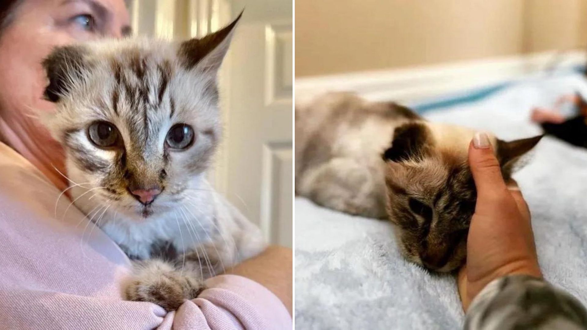 one eared cat