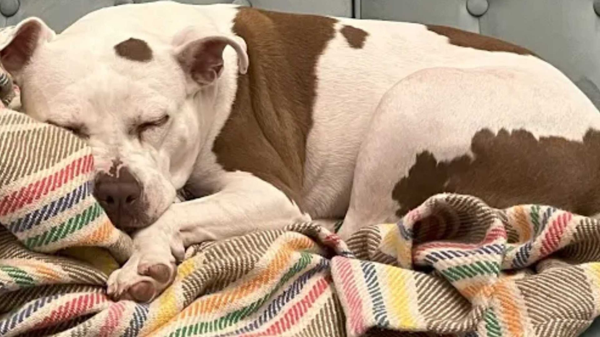 dog sleeping