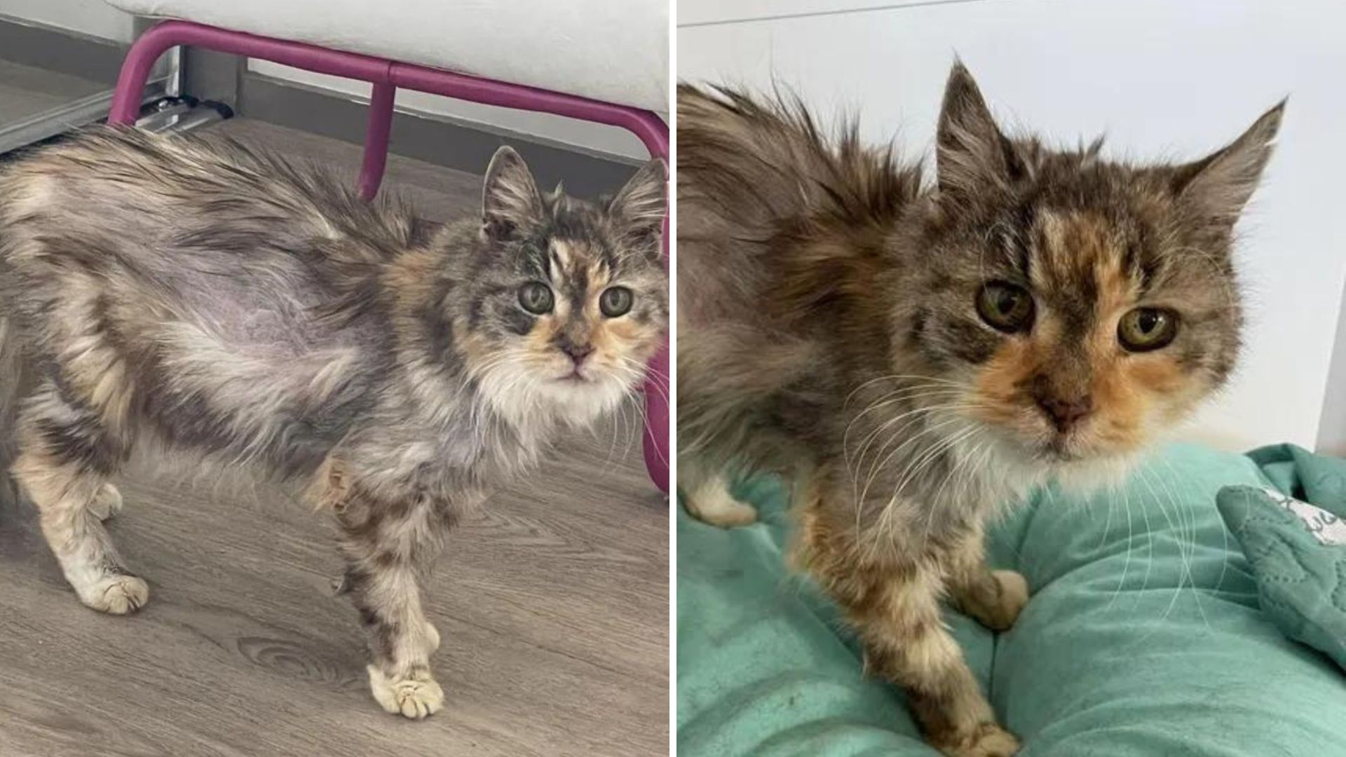 After Two Decades Of Love, Family Cat Is Abandoned At Shelter, Left Confused And Heartbroken