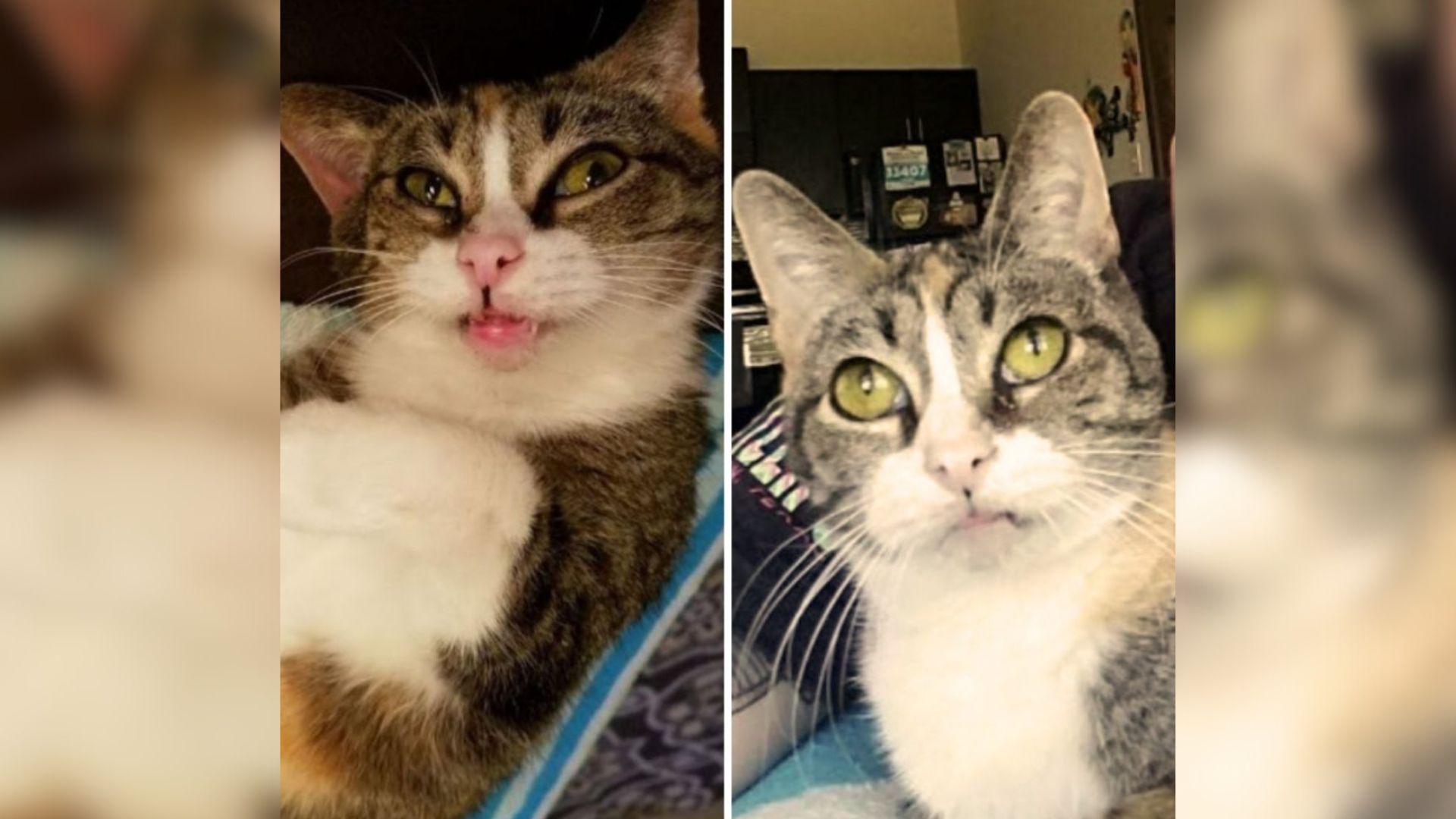 After Years In A Texas Shelter Senior Deaf Cat Finally Meets Her Loving Human