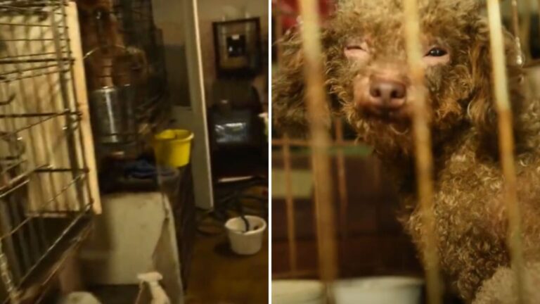 After Years In The Dark, North Carolina Dog Rescued From Puppy Mill Sees Daylight Again