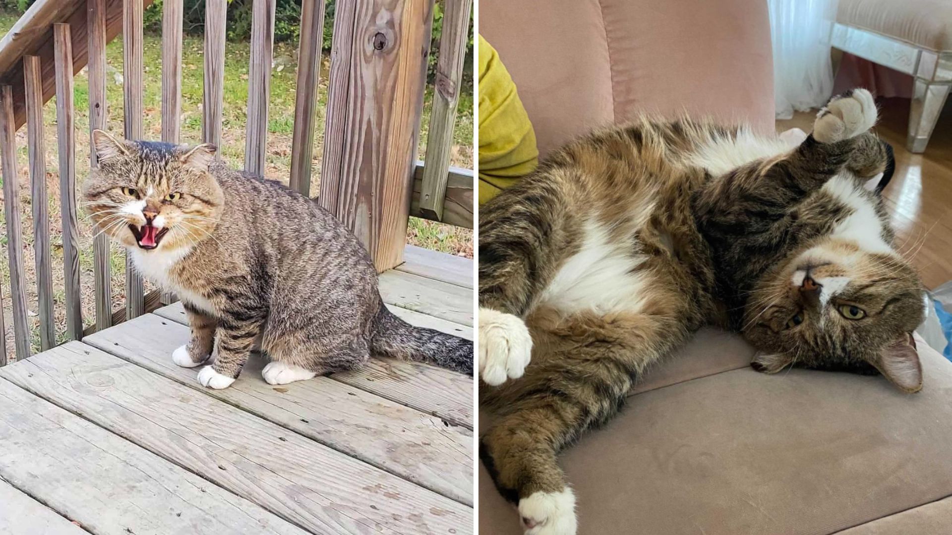 feral cat