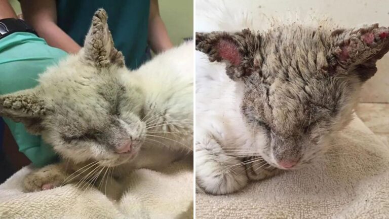 After Years Of Struggle A Blind Rescue Cat In Florida Finally Opens His Eyes