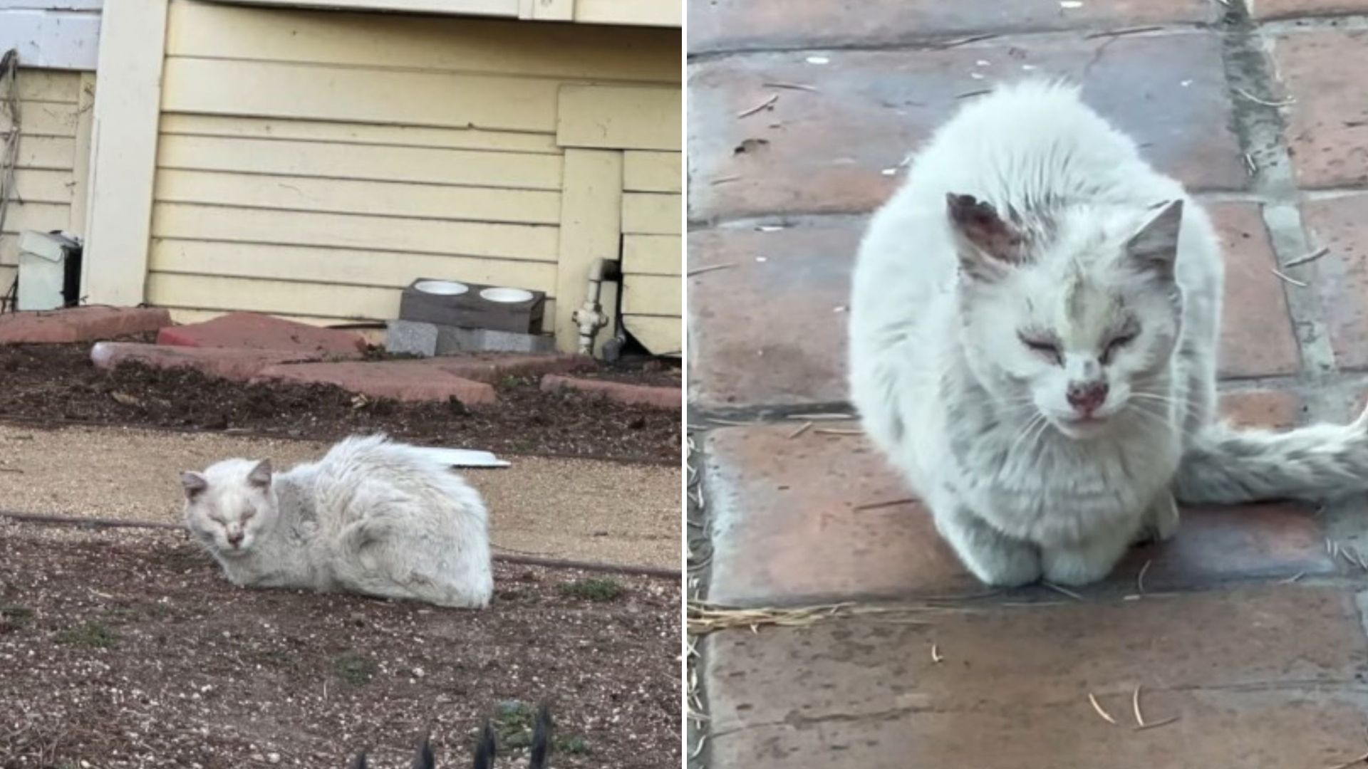 senior cat