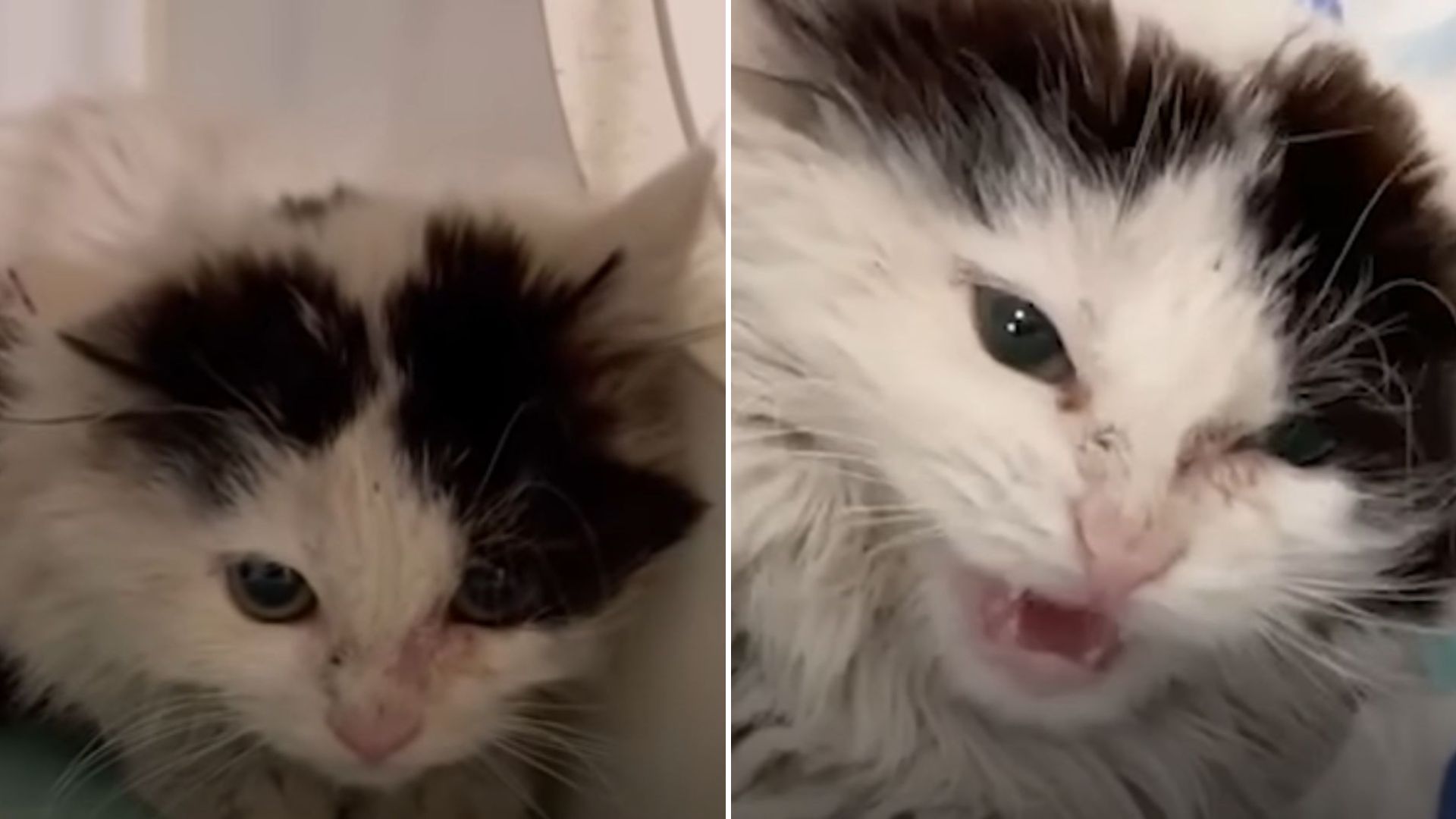 aggressive cat