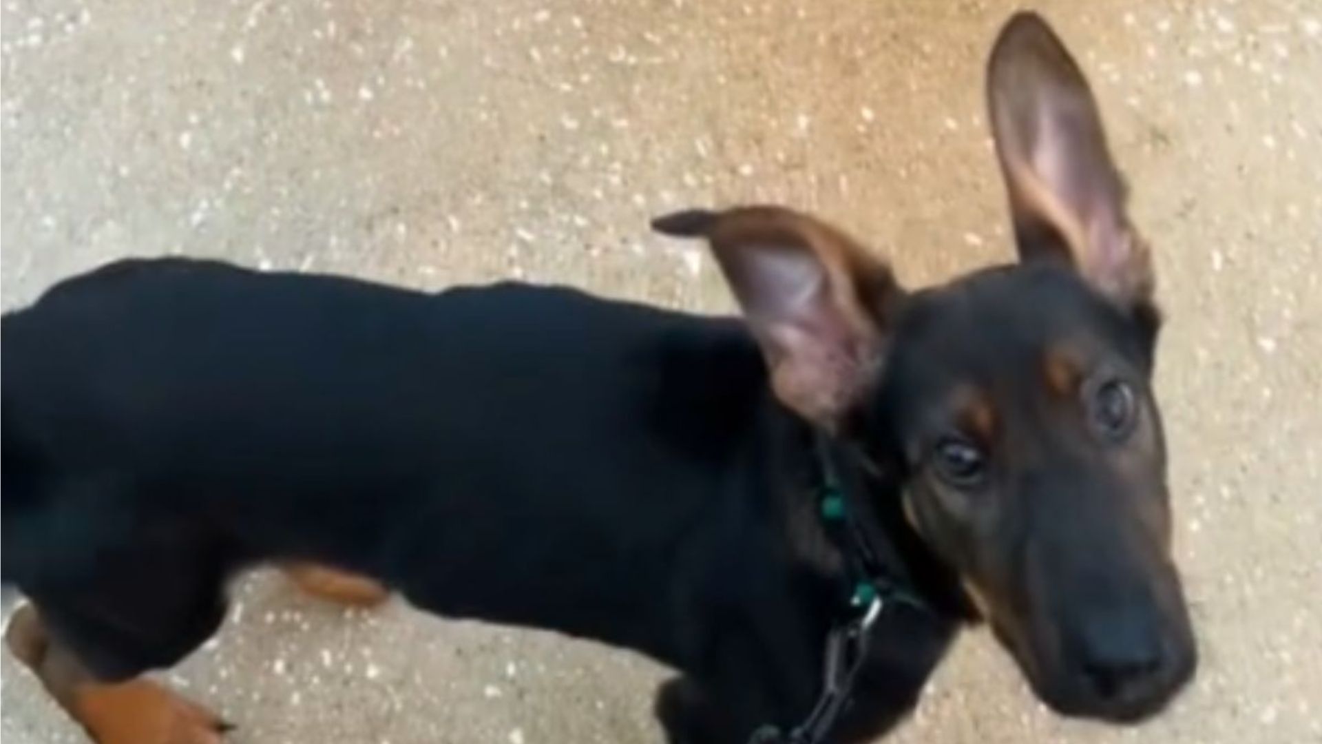 dog wont stop freaking out at car