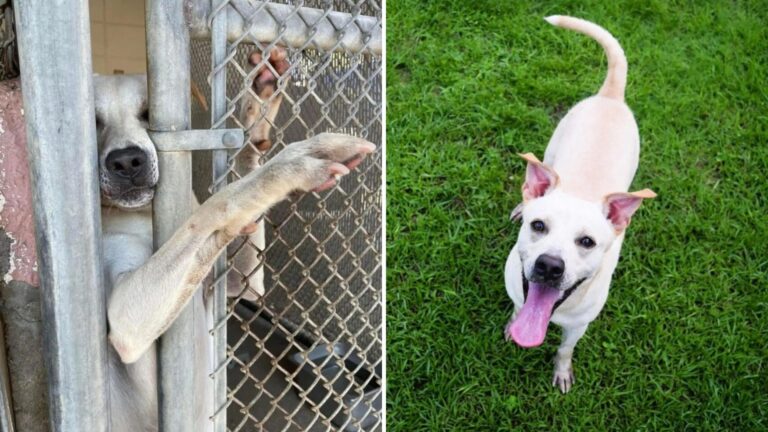 shelter dog