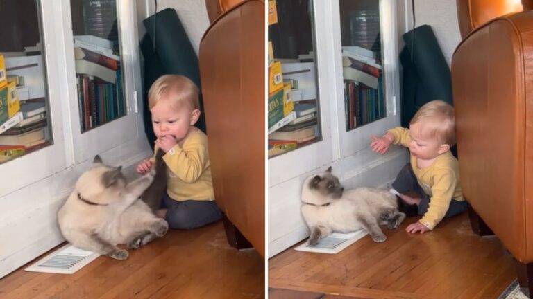 Annoyed California Cat Gently Bites A Little Boy And His Reaction Takes Everyone By Surprise