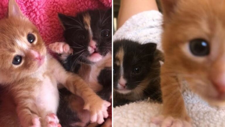 Arizona Kittens Left Without A Mother Survive Together Against All Odds