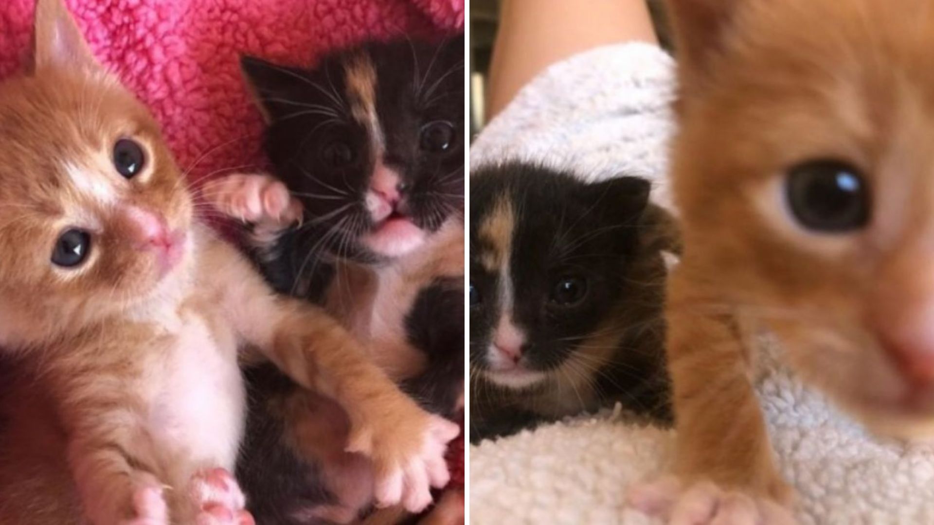 Arizona Kittens Left Without A Mother Survive Together Against All Odds