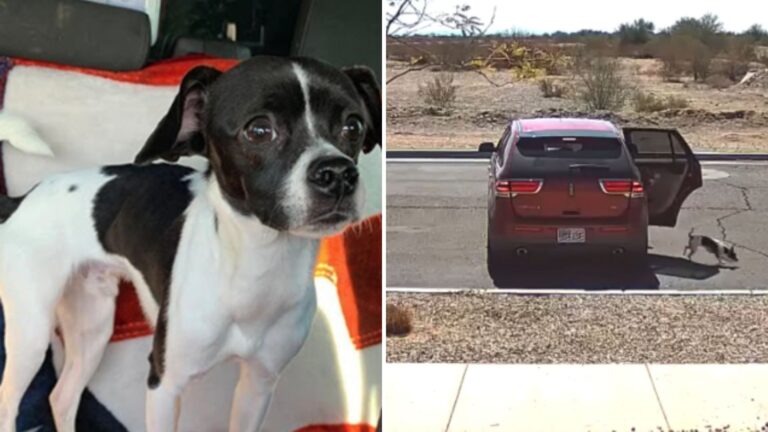 puppy thrown out of the car