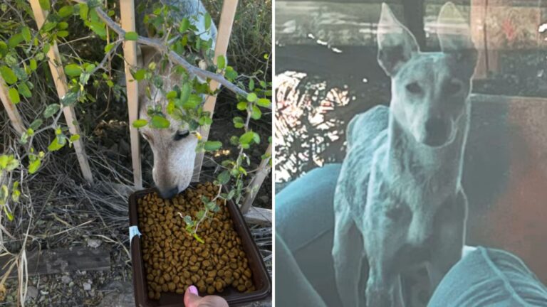 Arizona Woman Spots ‘Coyote’ On Her Patio But The Truth Leaves Her Stunned