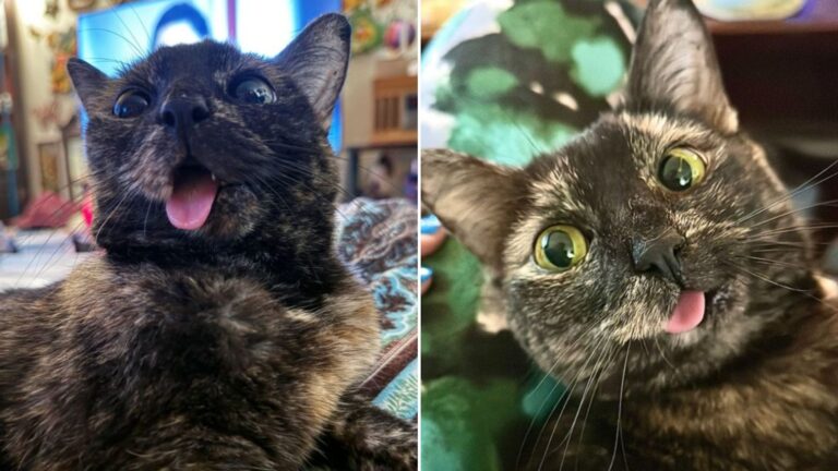Arkansas Woman Rescues A Shy Cat With A Wonky Jaw Then Something Amazing Happens