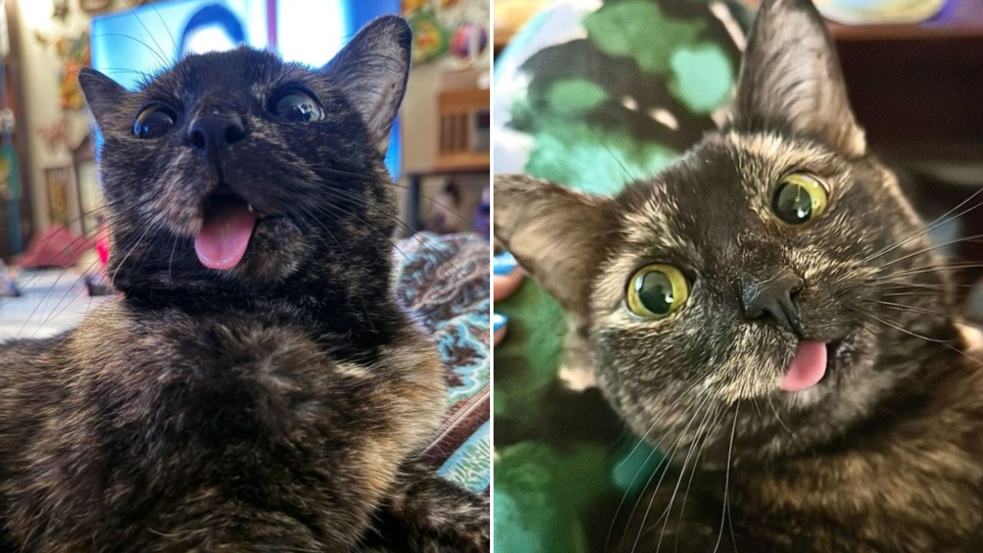 Arkansas Woman Rescues A Shy Cat With A Wonky Jaw Then Something Amazing Happens
