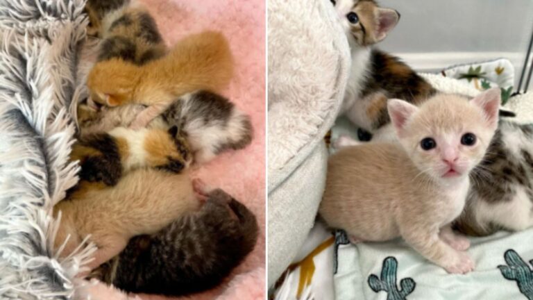 seven newborn kittens get new chance