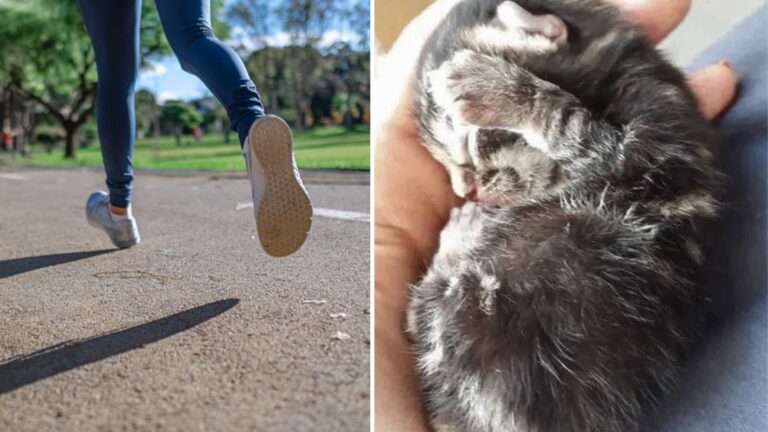 tiny kitten