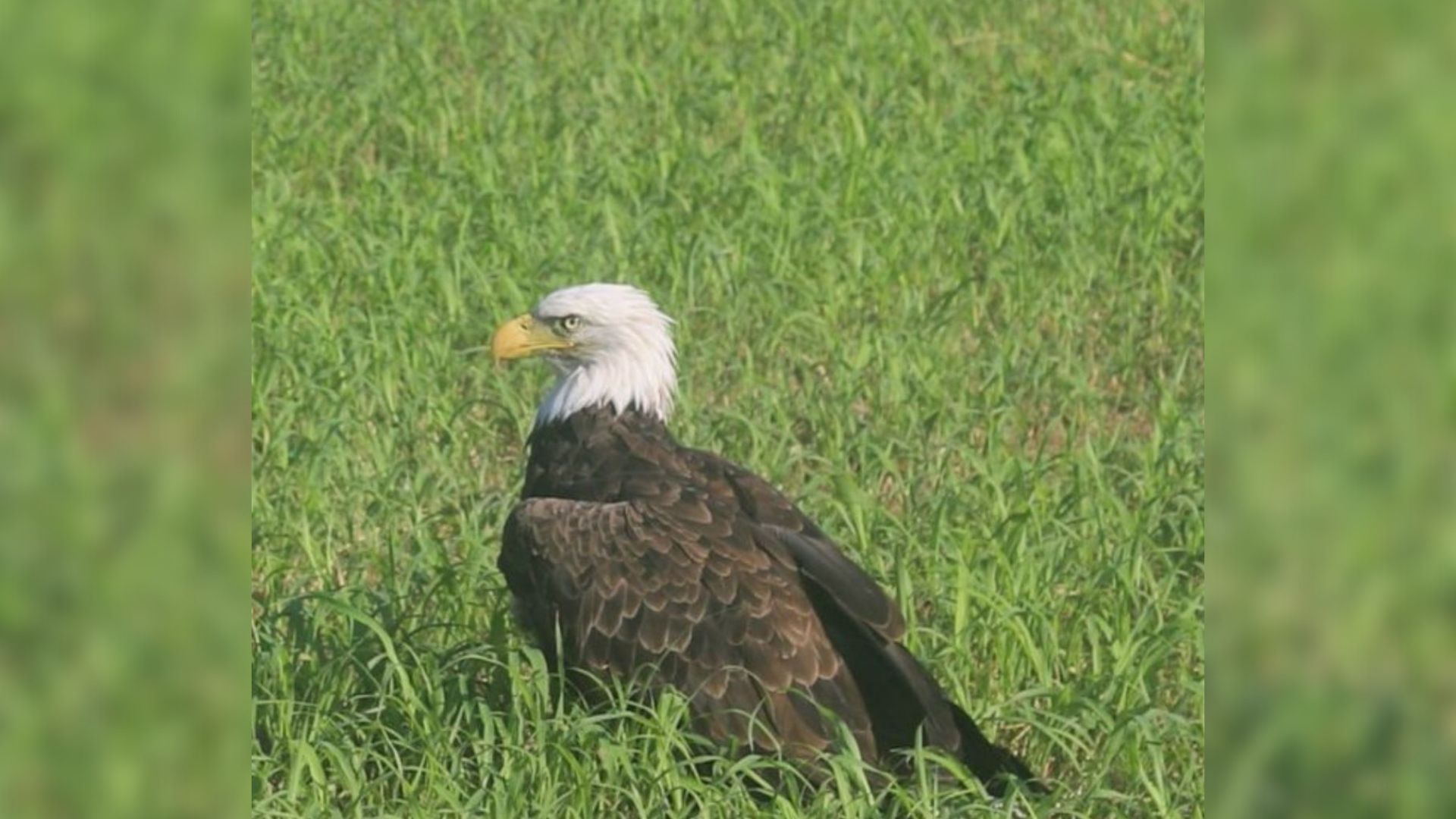 Bald Eagle Saved In Missouri Stumps Rescuers With Comical Flight Problem