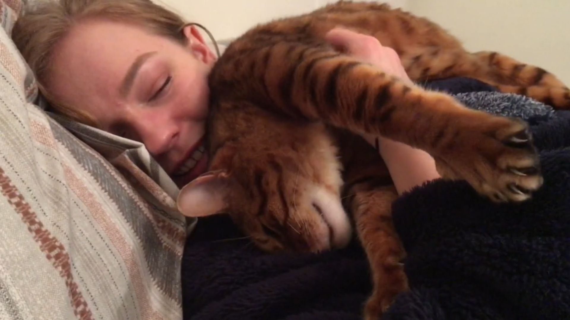 bengal cat