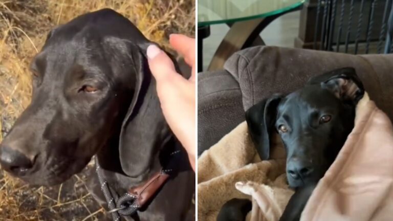 abandoned puppy