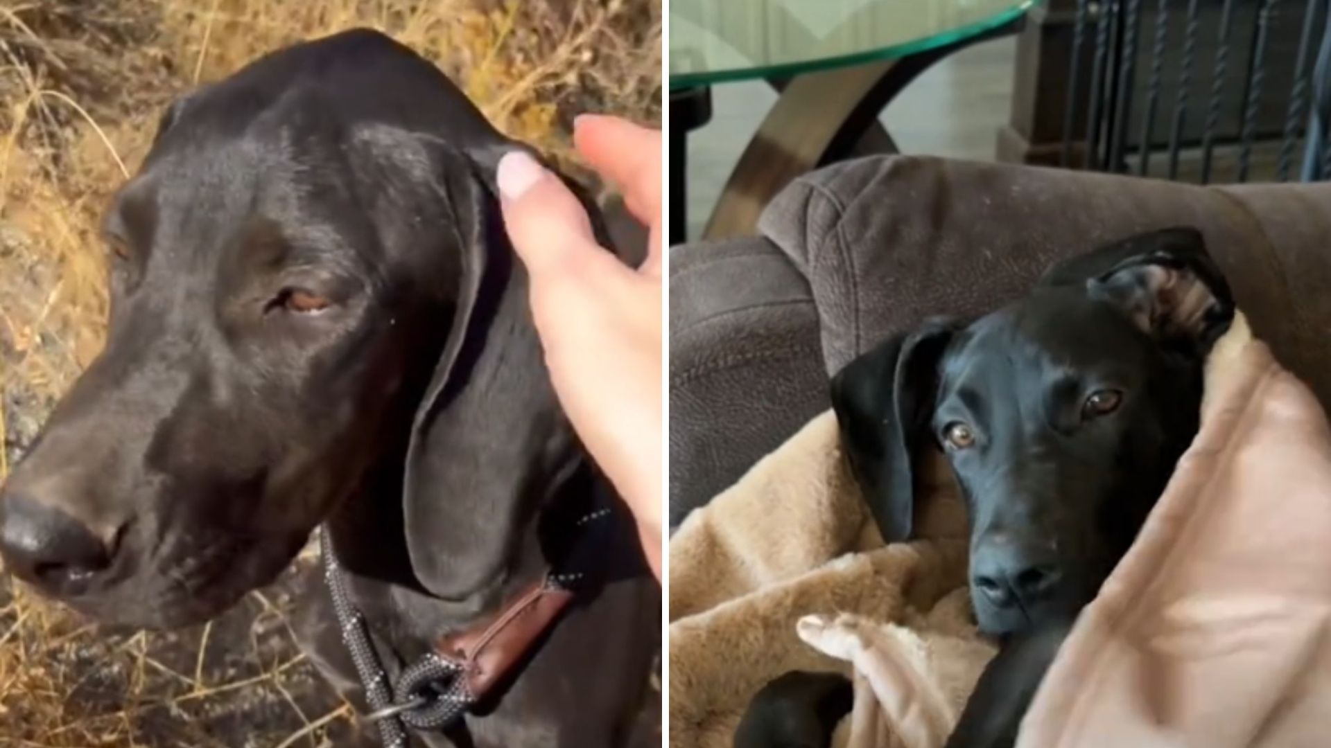 abandoned puppy
