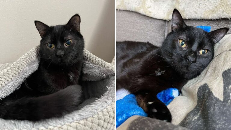 black cat with birth defect